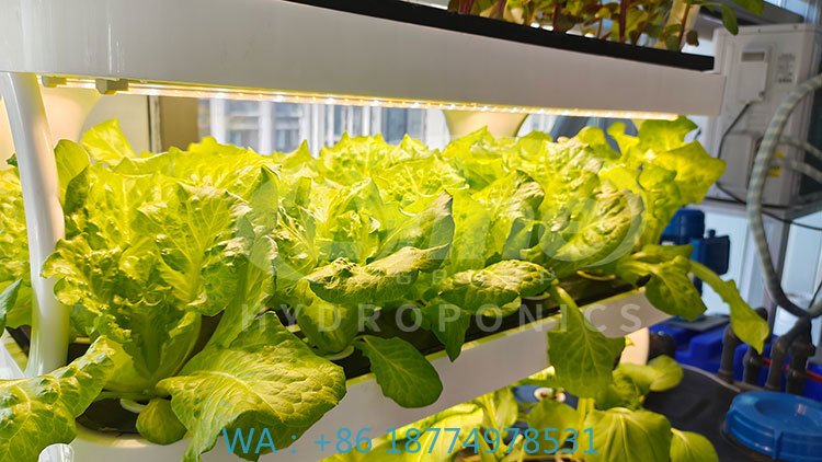 Hydroponic System - c Landbouwmachine voor het kweken van